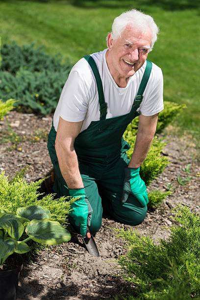 istock Retired man cultivating the garden 587935358