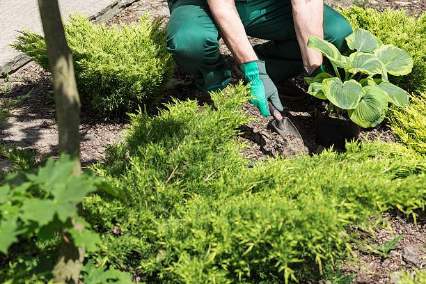 istock Gardener planting the flowers 587935534