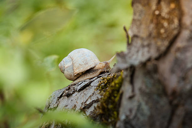 istock Snail on the tree in the garden. Fabulous snail. 587936538