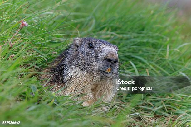 Alpine Marmot In The French Alps Stock Photo - Download Image Now -  Alertness, Animal, Animal Den - iStock