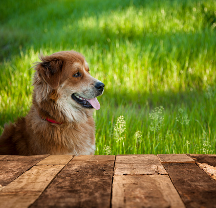 Pet golden retriever mix dog waits in a grassy field for his owner to return.  A rustic wooden table or deck in foreground to place your object.