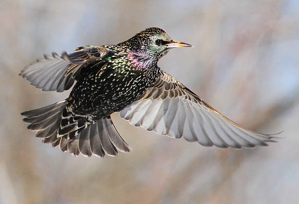 istock European starling in flight 587938652