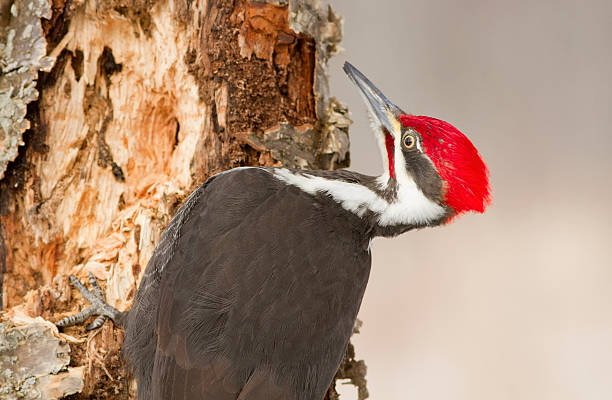 istock Pileated woodpecker in winter 587938746