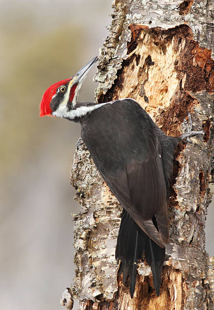 istock Pileated woodpecker in winter 587938784