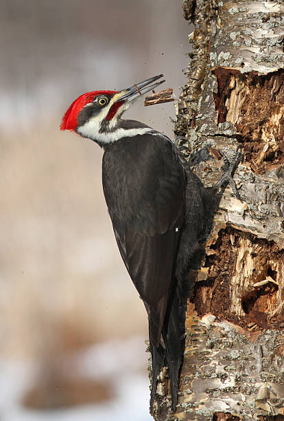 istock Pileated woodpecker in winter 587938872