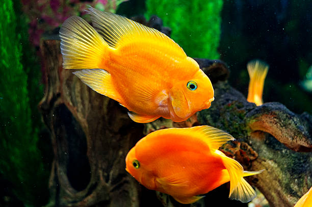 istock Parrot fishes in aquarium 587939402