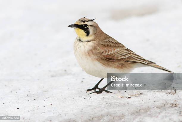 Horned Lark Stock Photo - Download Image Now - Lark, Animal Wildlife, Animals In The Wild