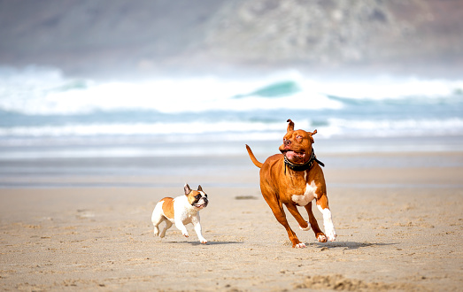 cute dogs playing on the beach
