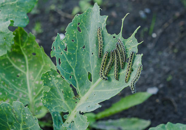many caterpillars eat cabbage - head cabbage imagens e fotografias de stock