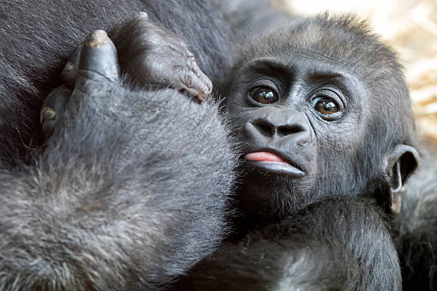 istock Baby gorilla close to its mother 587940858