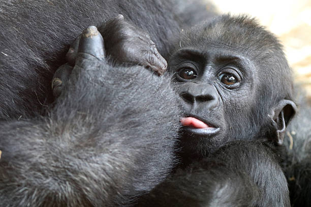 istock Baby gorilla close to its mother 587941158