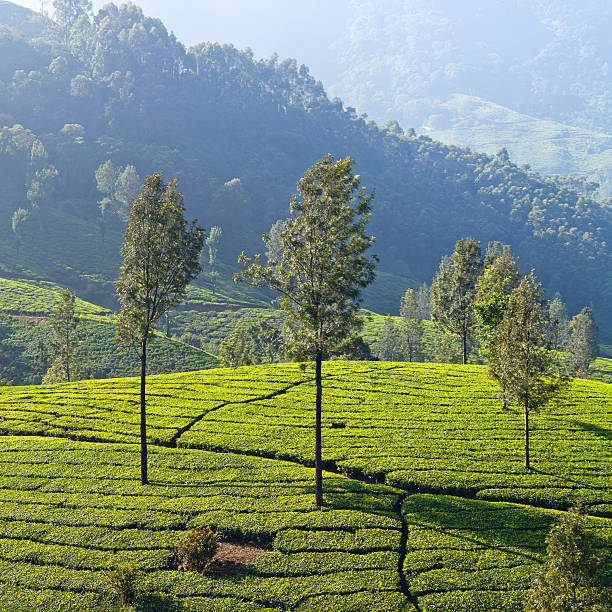 istock Tea plantations in Munnar, Kerala, India 587941794