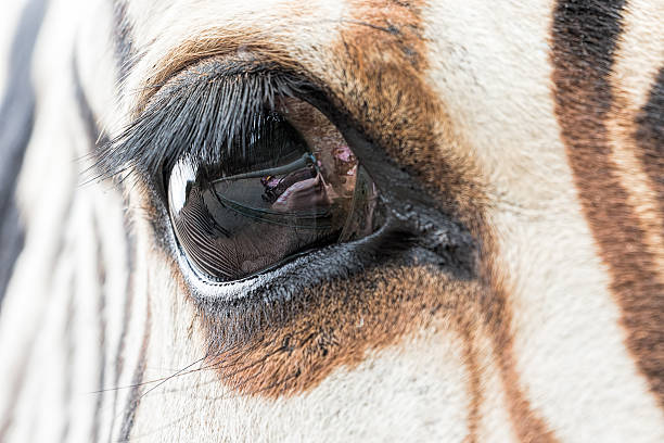 istock Close-up of zebra eye with a reflection 587943958