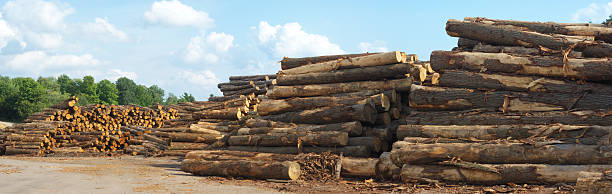istock sawmill yard  logs woodpiles stacks 587944232