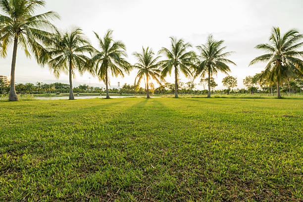 istock Green park landscape with grass field and coconut tree palm 587945540