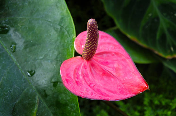 istock One Burgundy Anthurium flowering plant 587945598
