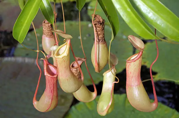 Nepenthes alata is a tropical pitcher plant endemic to the Philippines.Like all pitcher plants, it is carnivorous and uses its nectar to attract insects that drown in the pitcher and are digested by the plant.