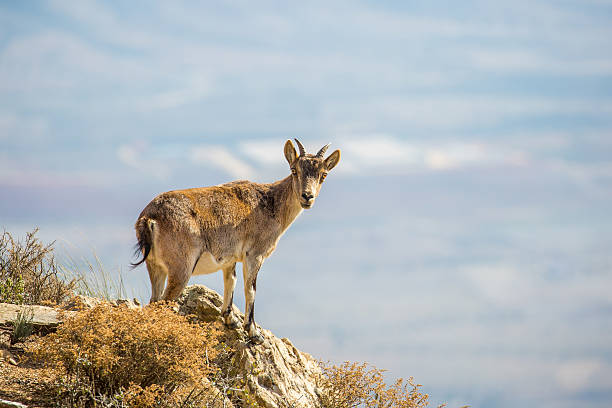 Spanish Ibex standing on cliff edge stock photo