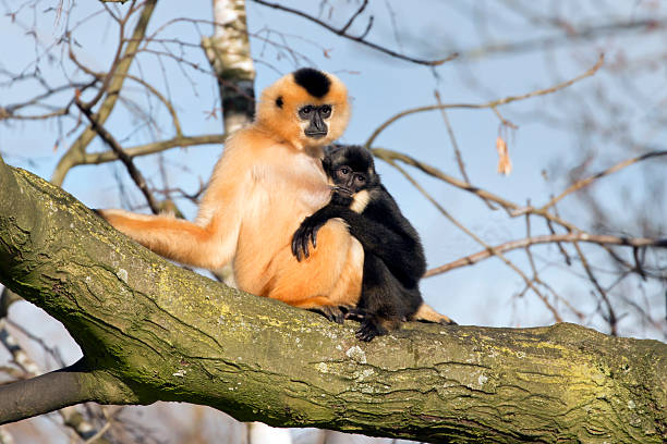 Gibbon mother with child