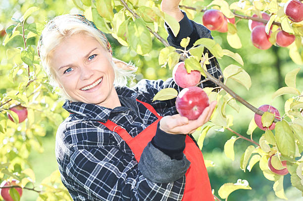 istock Woman picker portrait in apples orchard 587950282