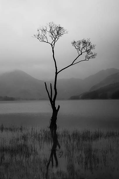 istock Isolated tree in Buttermere, The Lake District 587950514