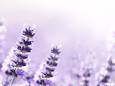 Delicate blurred lavender flowers nature horizontal background.