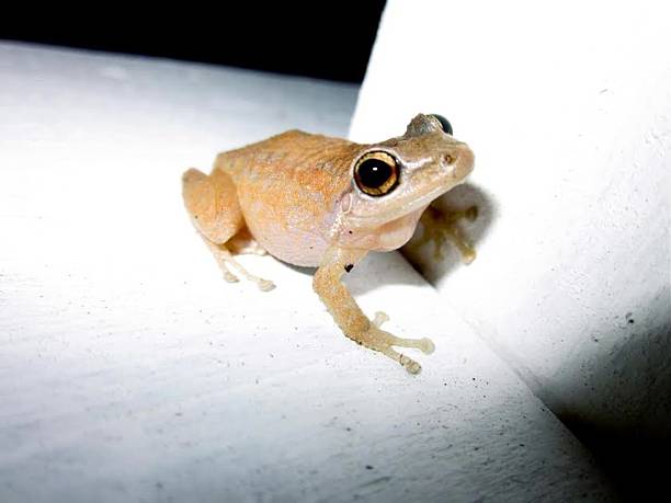 Coqui Frog Caught in the Dark