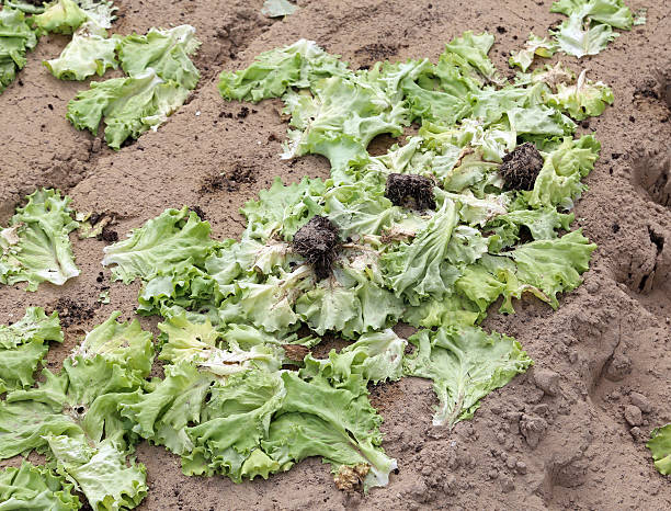 rot foglie di lattuga abbandonato campo inquinato - lattuce foto e immagini stock