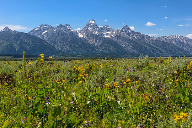 istock Wild Flowers with Mountain at back 587951584