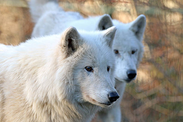 istock White wolves in wildlife reservation 587951684