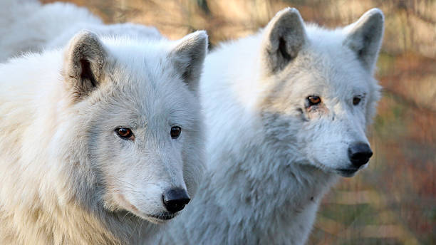 istock White wolves in wildlife reservation 587951758