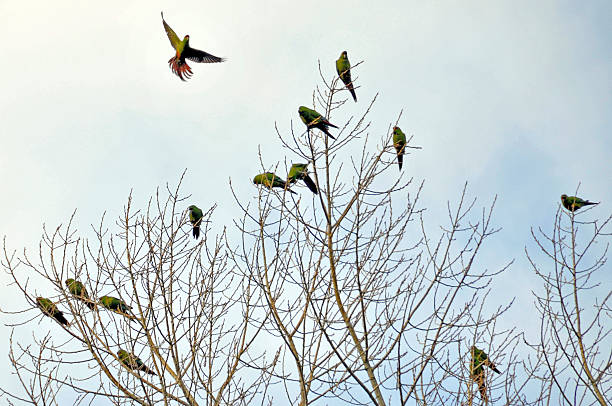 Wild bird, \