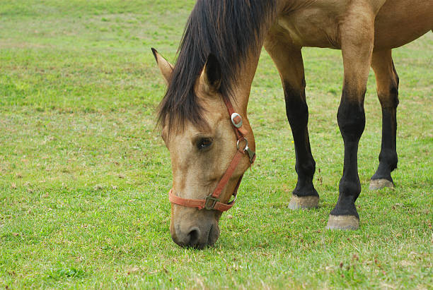 istock horse eating grass in a field head closeup 587952926