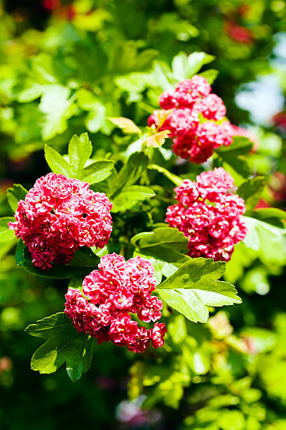 istock shrub with pink flowers 587954186