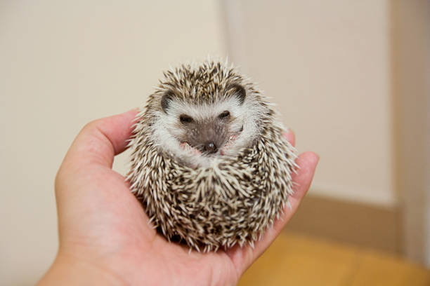 istock Rounded on the hand, baby hedgehog 587954434