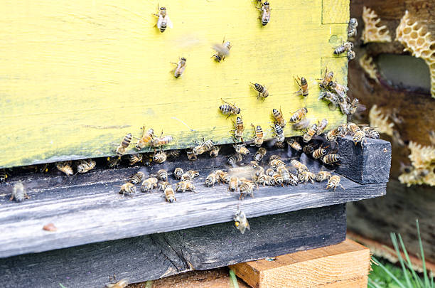 istock Bees flying in and out from beehive 587955758