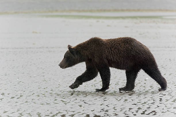 istock Grizzly or Brown bear walking on the beach 587955792