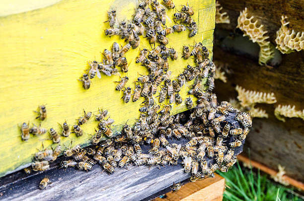 istock Bees flying in and out from beehive 587955794