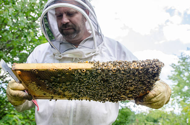 istock Beekeeper looking at frame from beehive full of bees 587955950