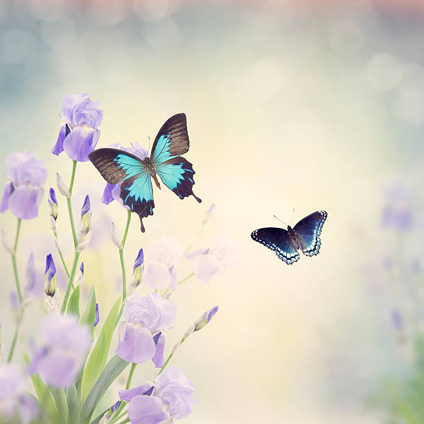 istock Flowers and Butterflies 587956516