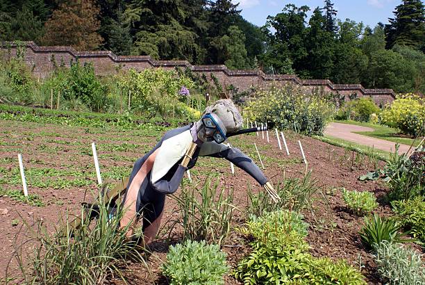 istock scarecrow in vegetable garden 588211764