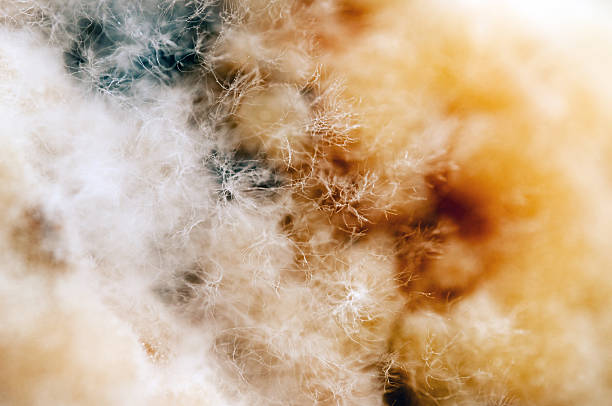 Close-up of mold stock photo