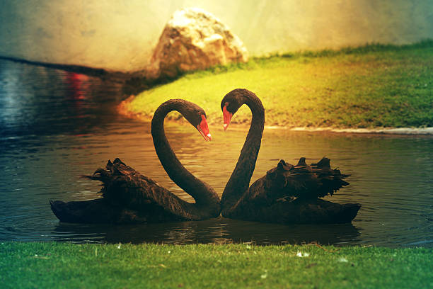 Two black swans romantically together creating a heart shape on the lake