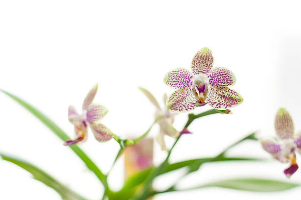 pequeñas y hermosas flores de orquídeas - foto de stock