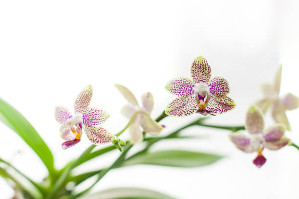 pequeñas y hermosas flores de orquídeas - foto de stock