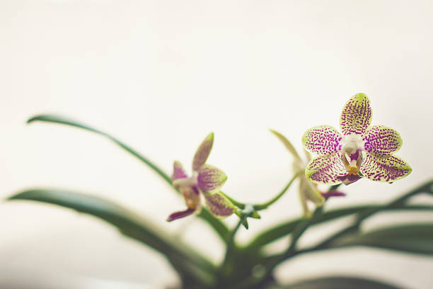 pequeñas y hermosas flores de orquídeas - foto de stock