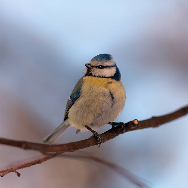 istock portrait of the blue tit 588214676