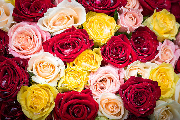 Ramo de rosas con gotas de rocío - foto de stock