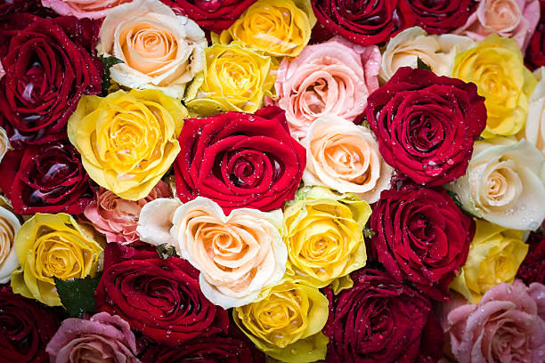 Ramo de rosas con gotas de rocío - foto de stock