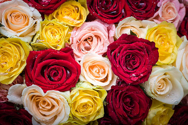 Ramo de rosas con gotas de rocío - foto de stock